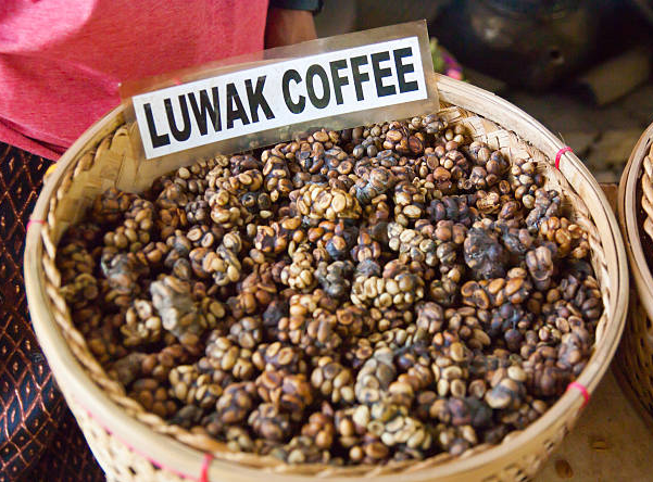 kopi luwak